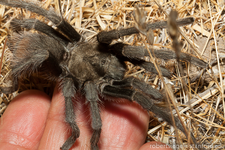 tarantula in hand